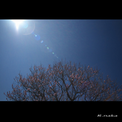 公園の梅　１