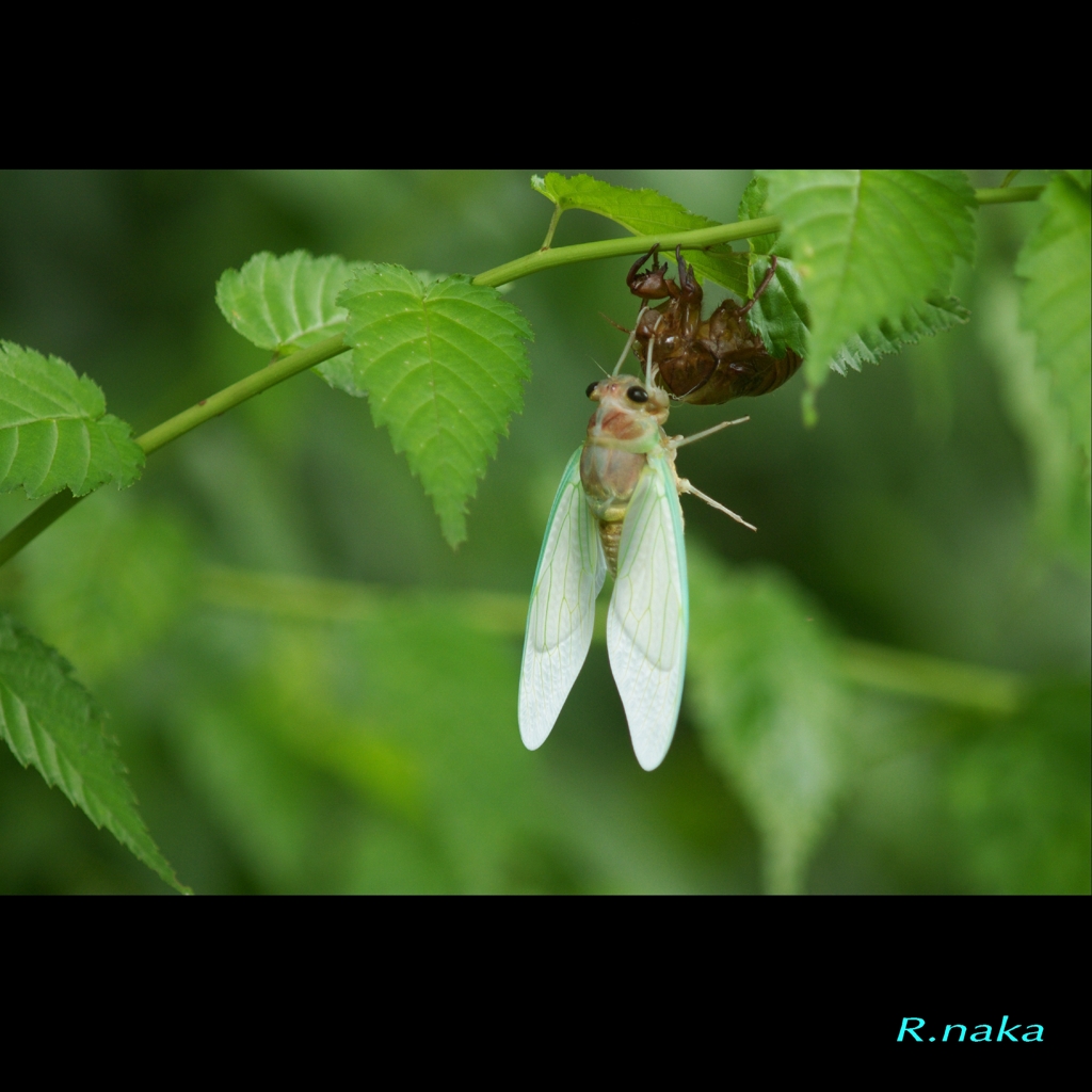 ７月　公園の朝