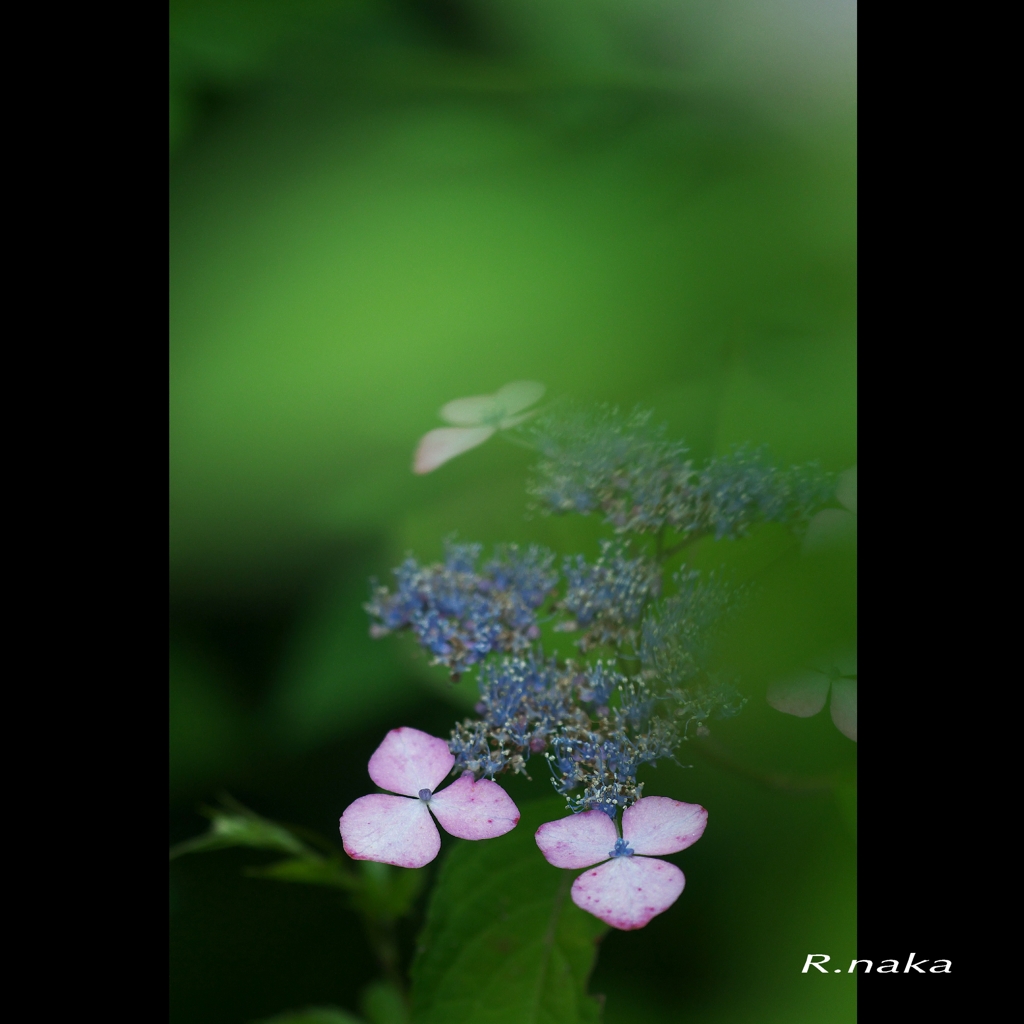 公園花散歩　１４