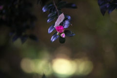 公園の椿