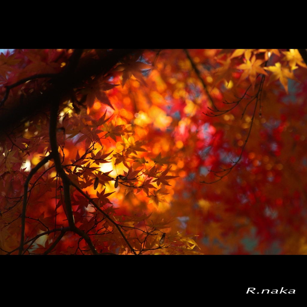 公園の紅葉　１４