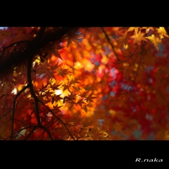 公園の紅葉　１４