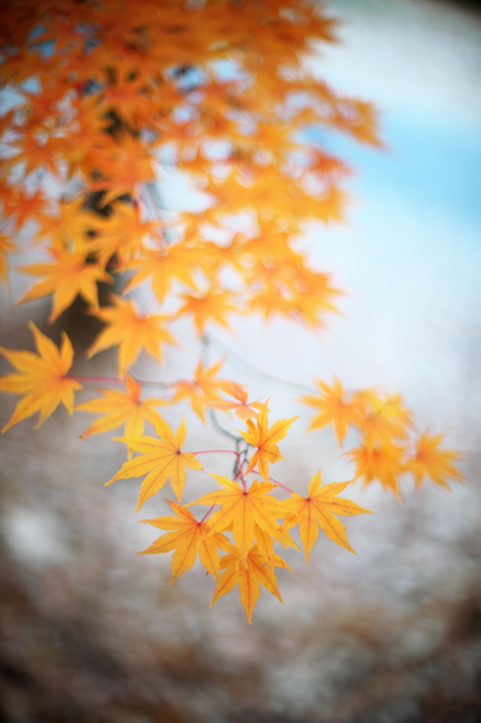 公園の紅葉