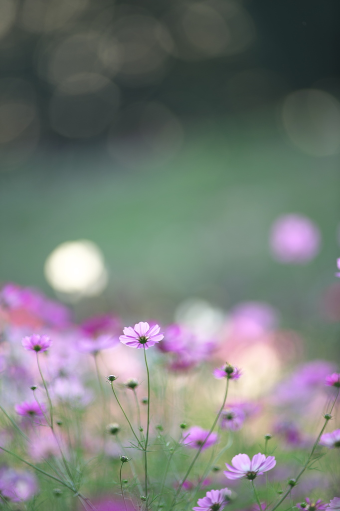 花の丘コスモス