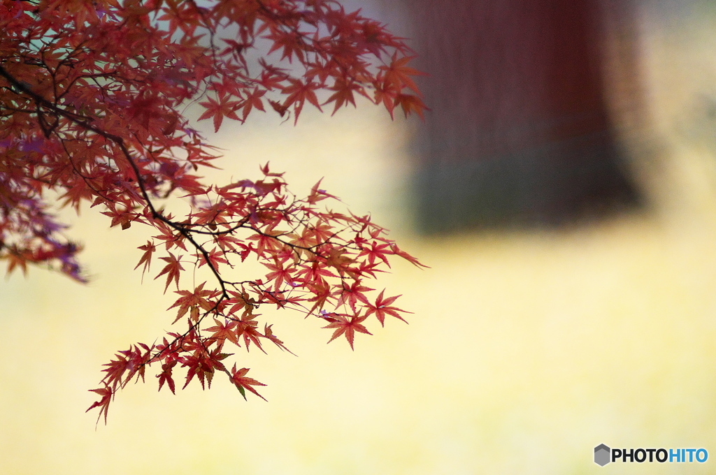 公園の紅葉　Ⅱ　その６