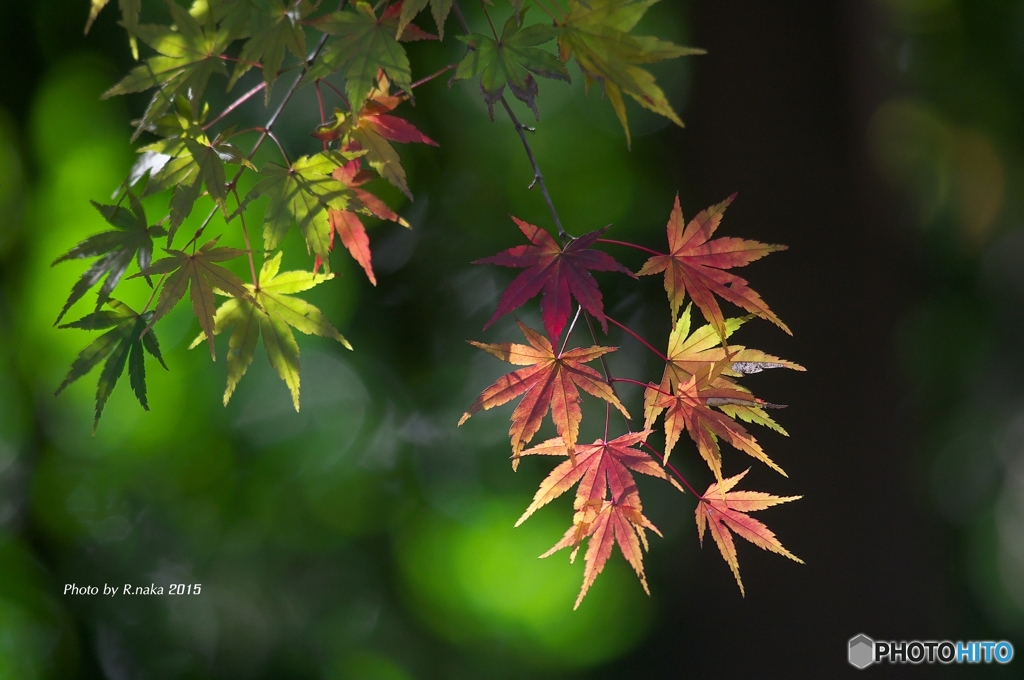 公園の紅葉　１５