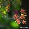 公園の紅葉　１５