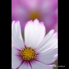 コスモス２枚の花　３