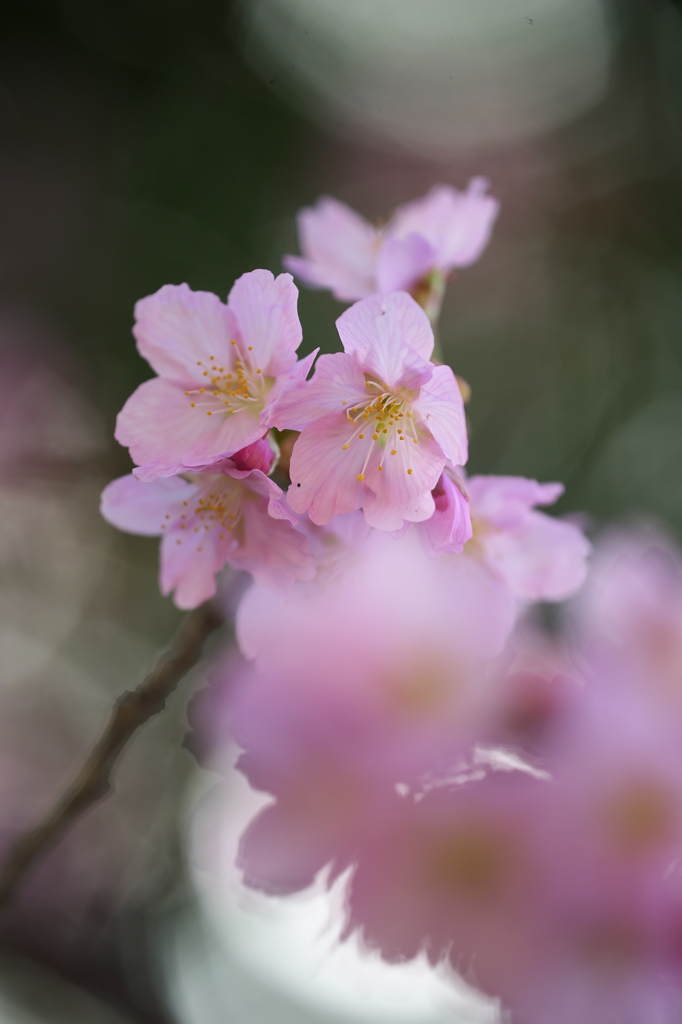 公園の桜