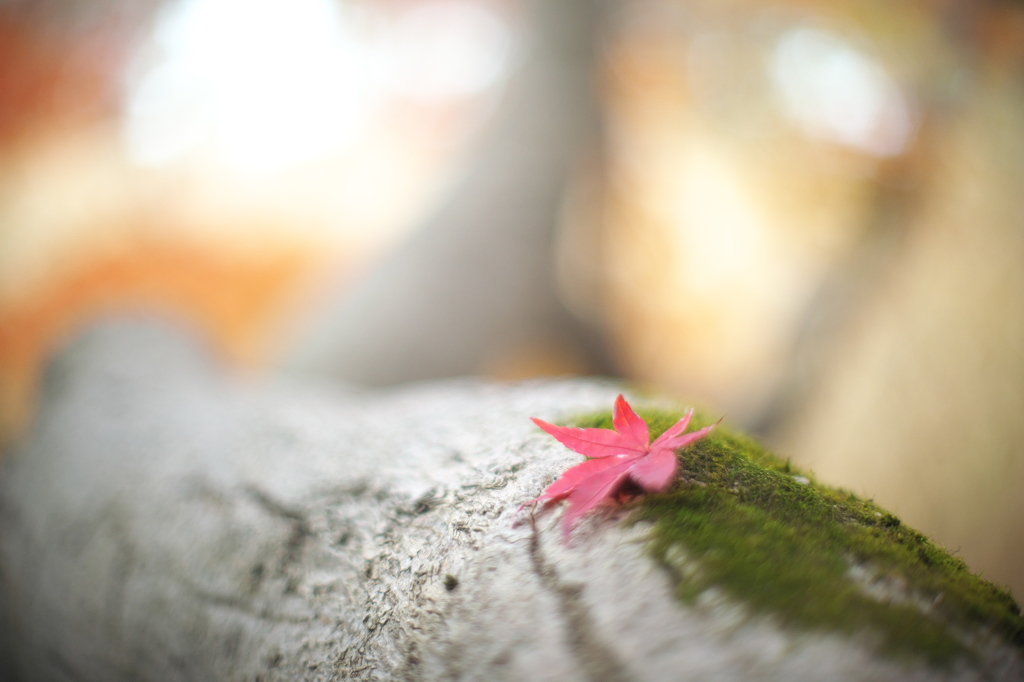 公園　５０ｍｍの紅葉　