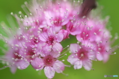 公園のお花　シモツケ　８