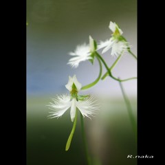 公園のサギ草　４