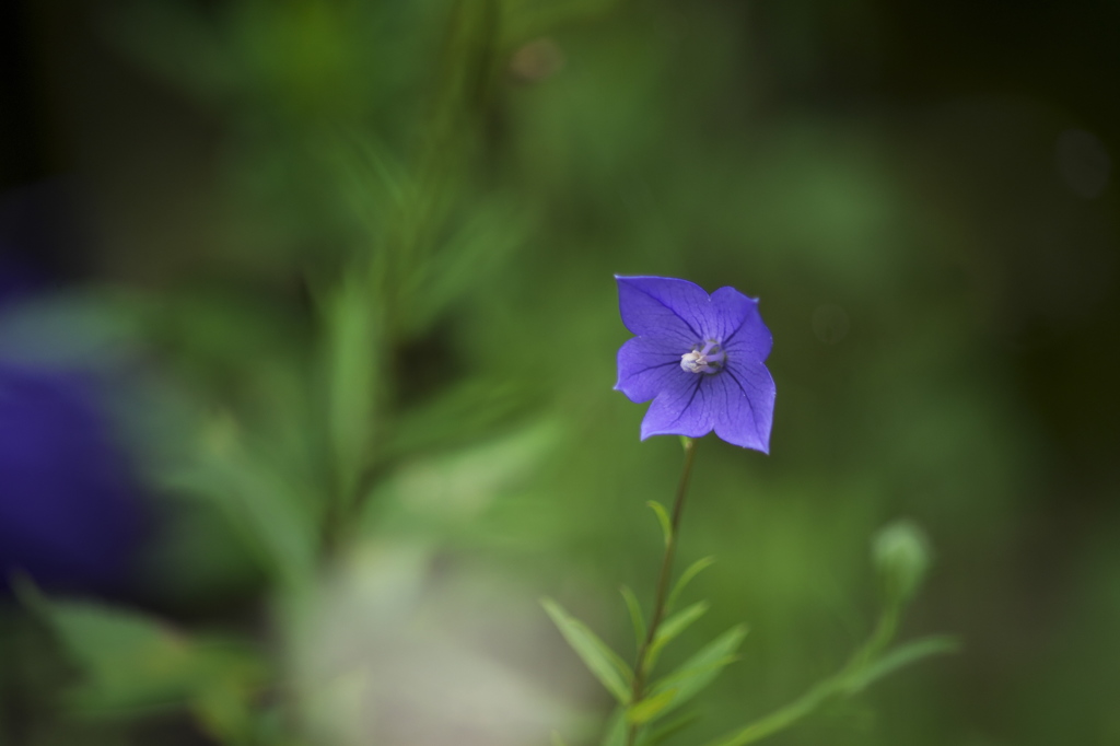 公園の花達