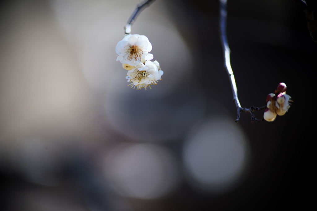 公園の白梅