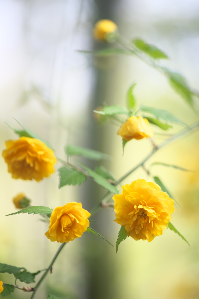 公園の花　八重山吹