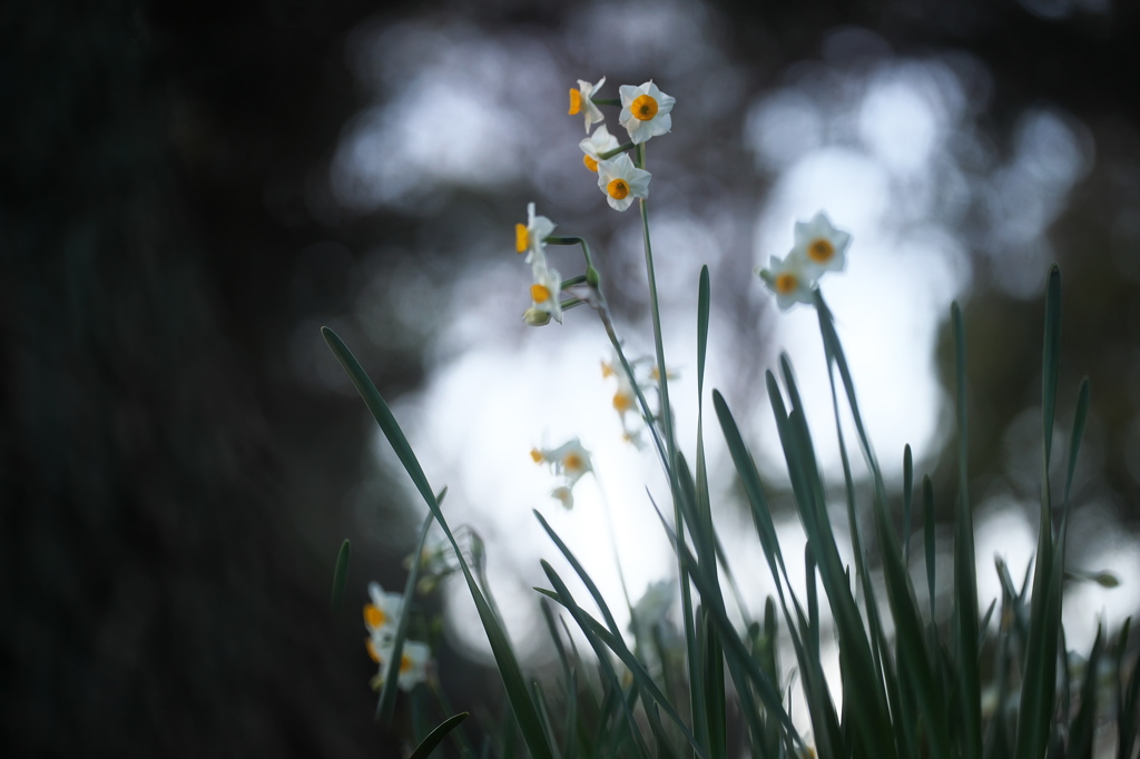 公園の花　