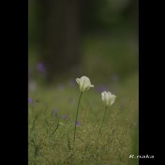 忘れられた花達　３