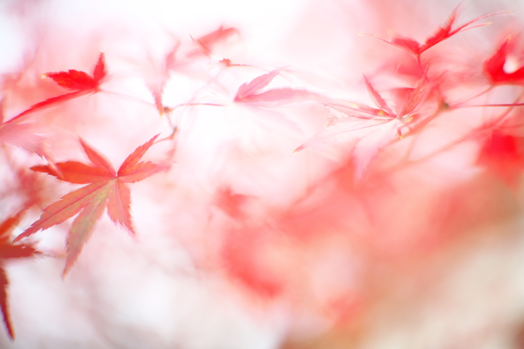 公園　５０mmの紅葉