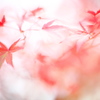 公園　５０mmの紅葉