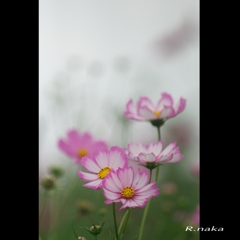 花の丘　コスモス　６　　