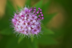 公園のシモツケの花　２