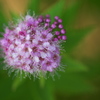 公園のシモツケの花　２