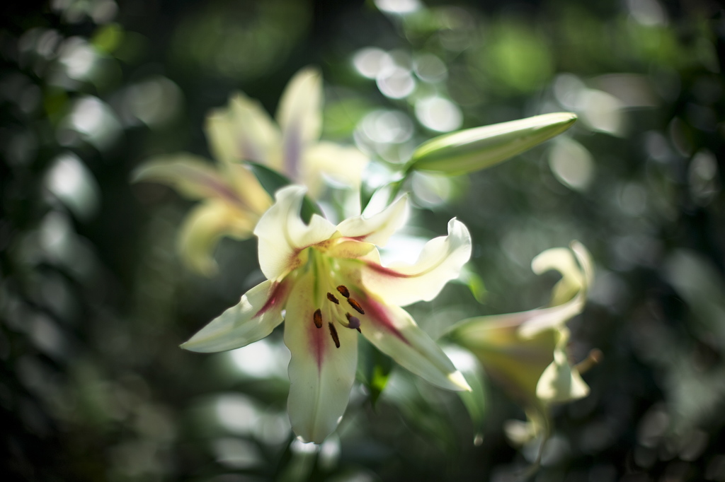 ユリの森
