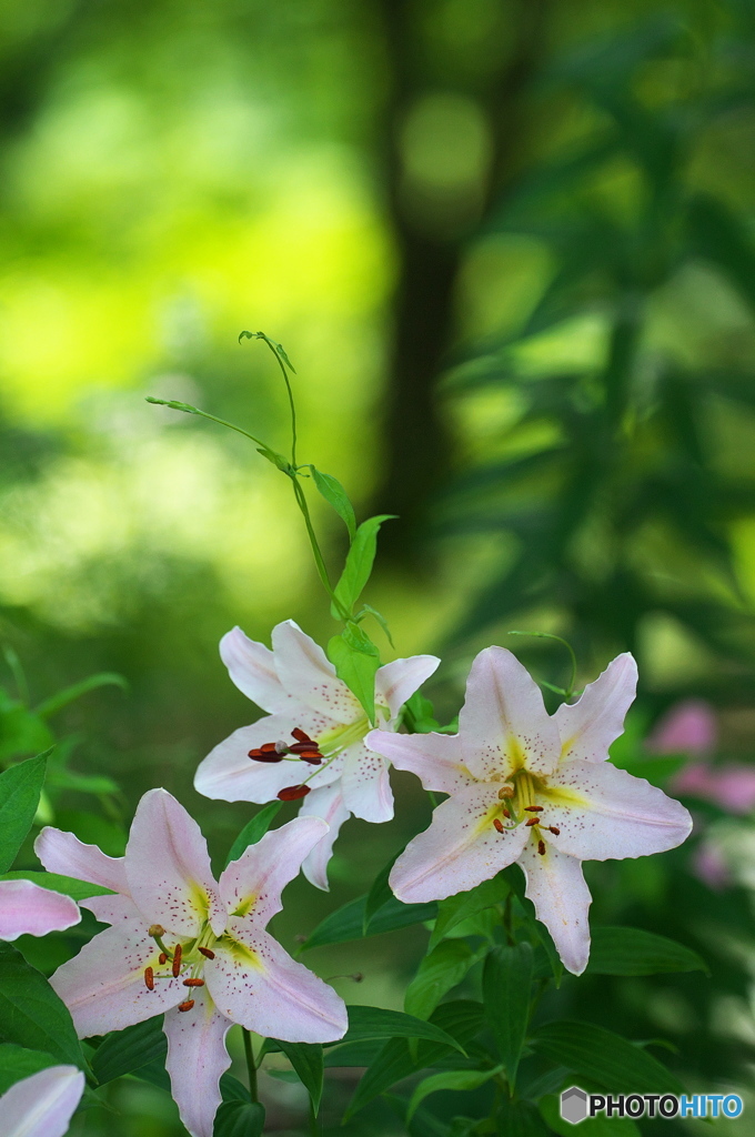 公園　ユリの花の森　１