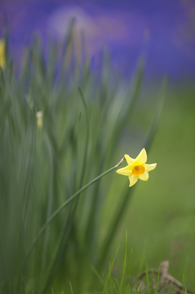 公園の花達