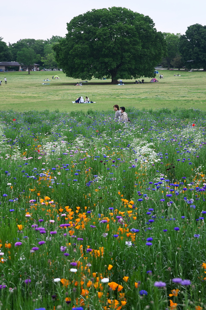 花の広場　４