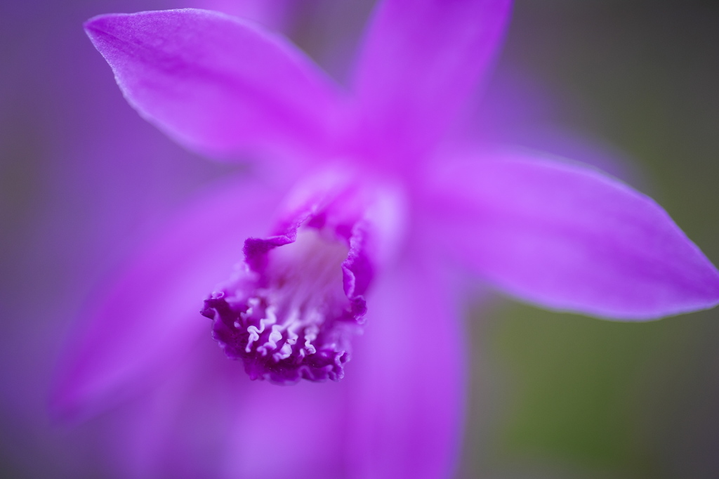 公園の花達