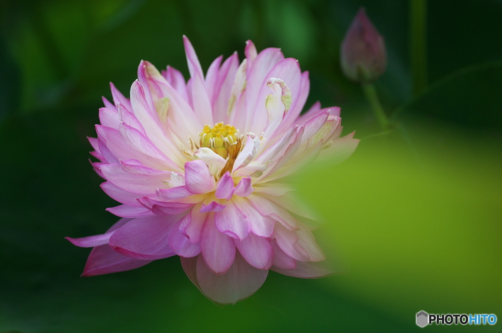 公園　蓮の花　３