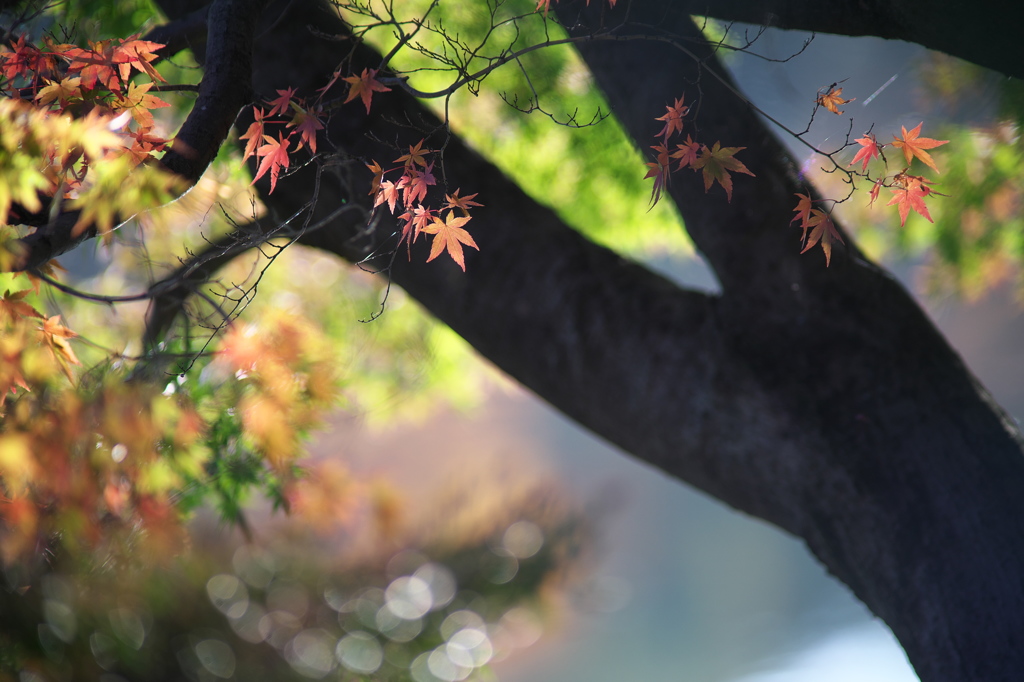 公園の紅葉　