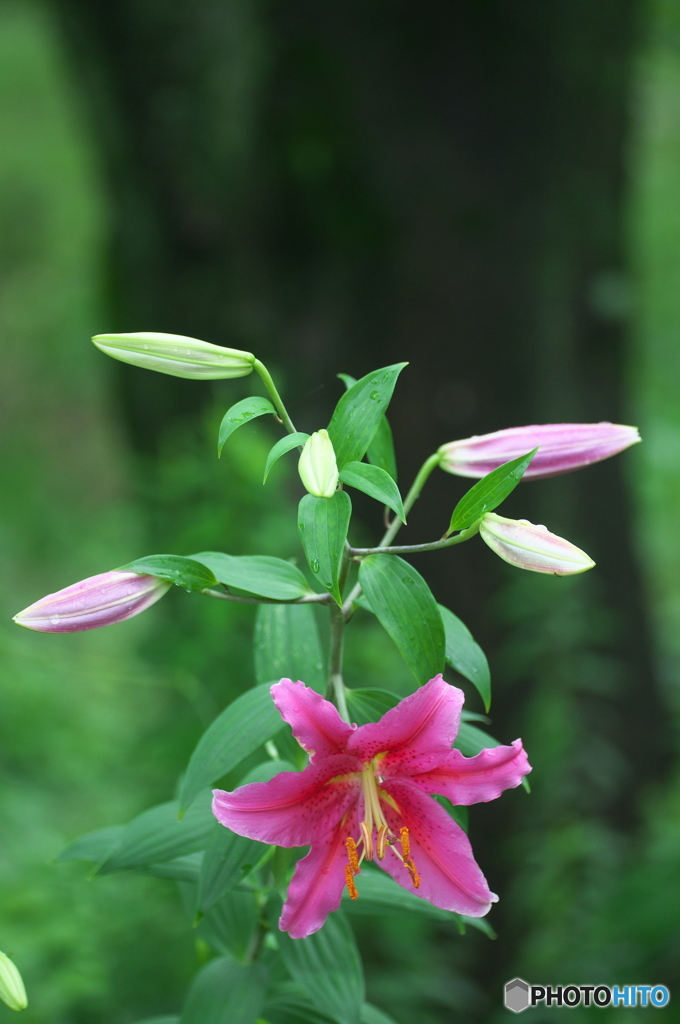 雨の日に公園でお花　１