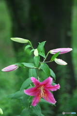 雨の日に公園でお花　１