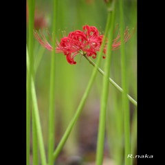 公園の彼岸花　４