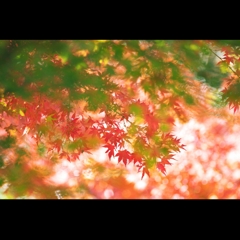 公園の紅葉　１