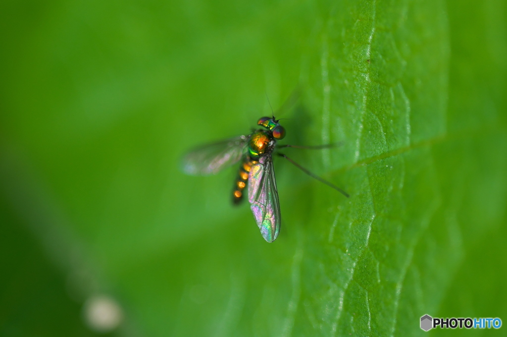 公園の虫達、散歩　８