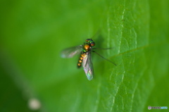 公園の虫達、散歩　８