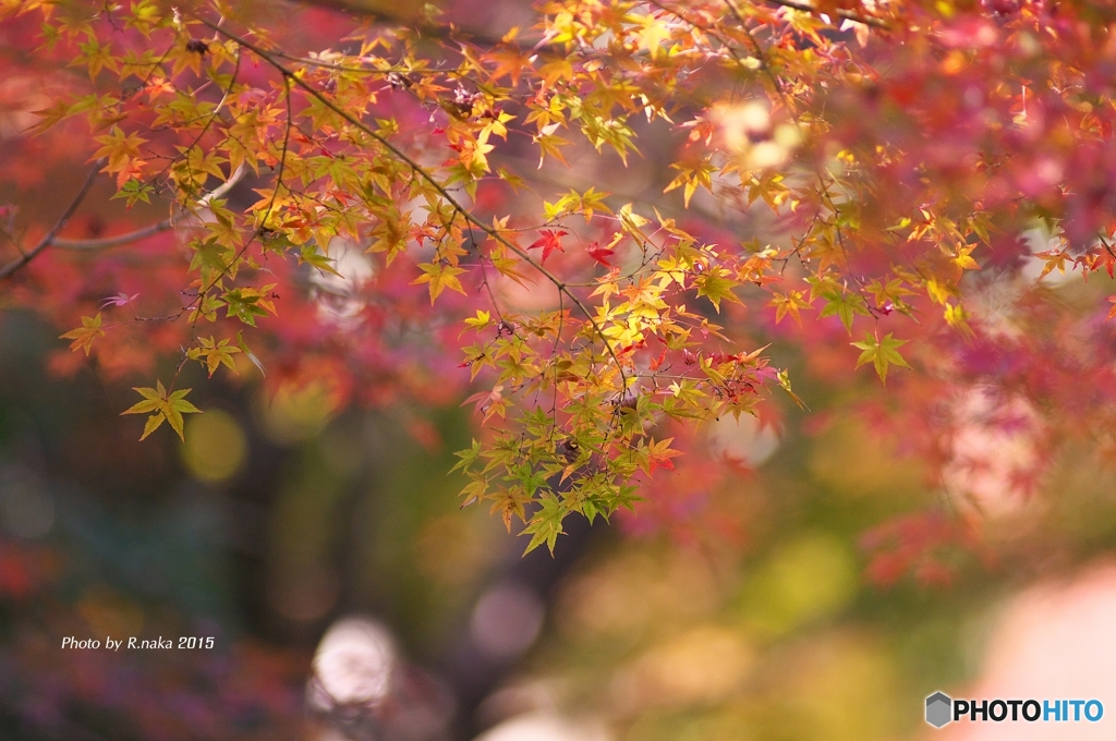 公園の紅葉　１２