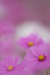 花の丘のコスモス