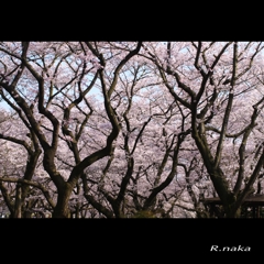 公園の桜　２