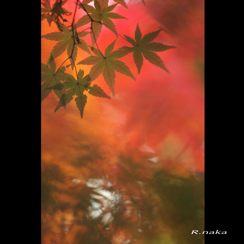公園の紅葉　４
