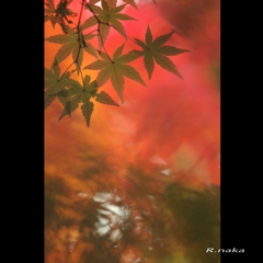 公園の紅葉　４
