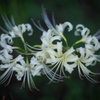 50mmで彼岸花