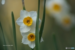 冬の公園花散歩　１２