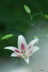 雨の日に公園でお花　６