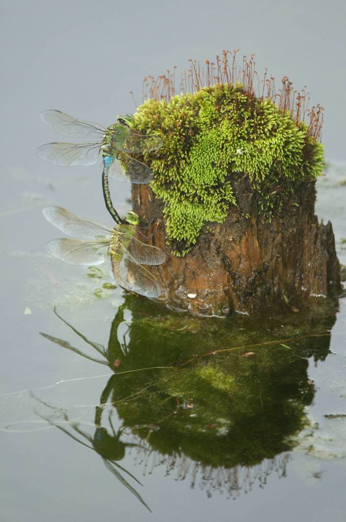 ギンヤンマの産卵