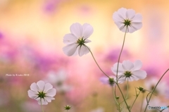 花の丘のコスモス　１１