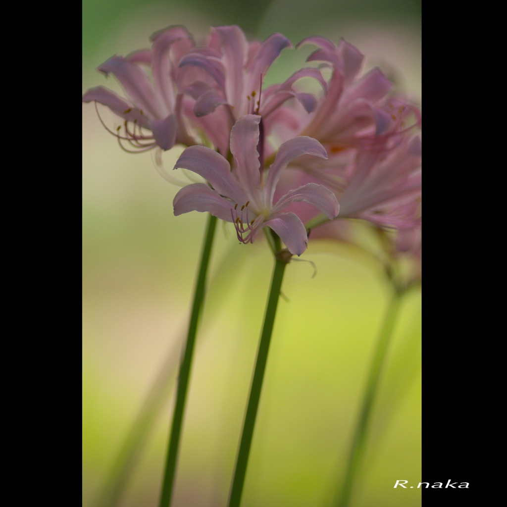 こもれびの森　３　ナツスイセン